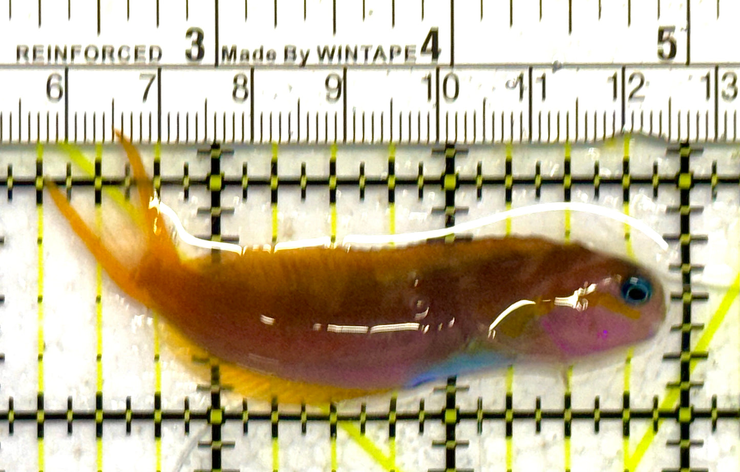 Golden Midas Blenny Africa GMBA041302 WYSIWYG Size: M 3" approx