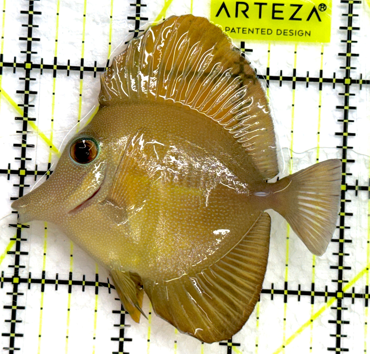 Rare Hybrid Yellow Mimic Scopas Tang RHYMST052104 WYSIWYG Size: L 3" approx