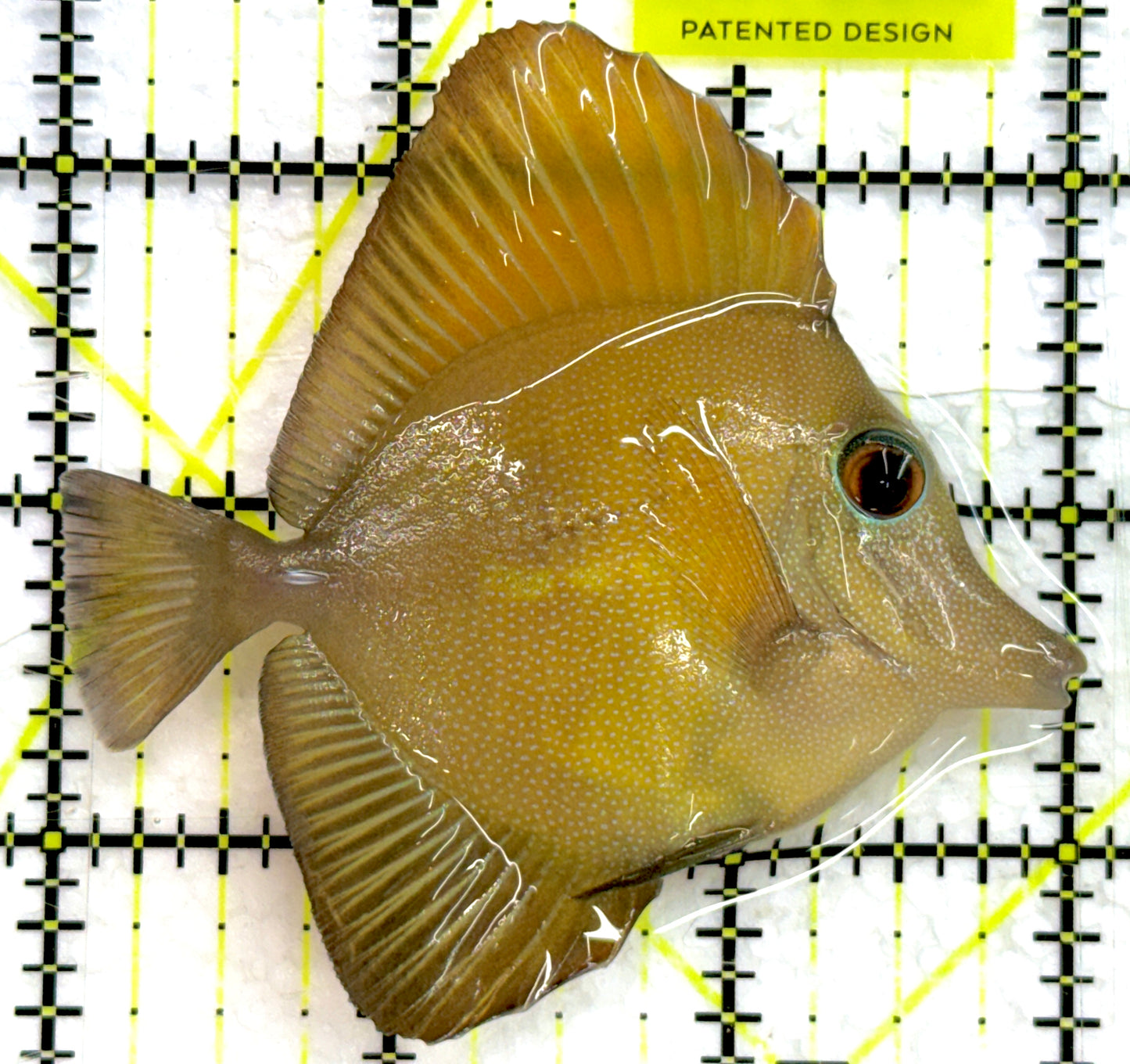 Rare Hybrid Yellow Mimic Scopas Tang RHYMST052104 WYSIWYG Size: L 3" approx