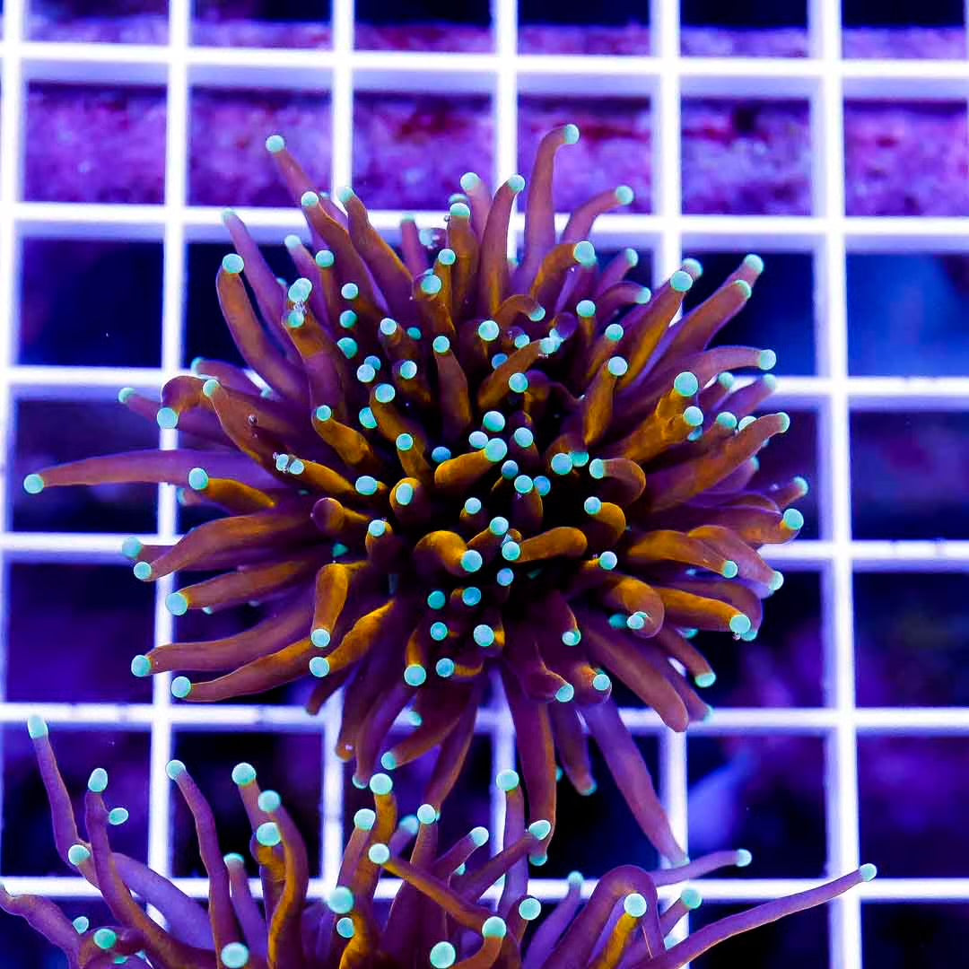 Indo Ultra Gold Torch 1H Mother Colony IUGTMC032702 WYSIWYG