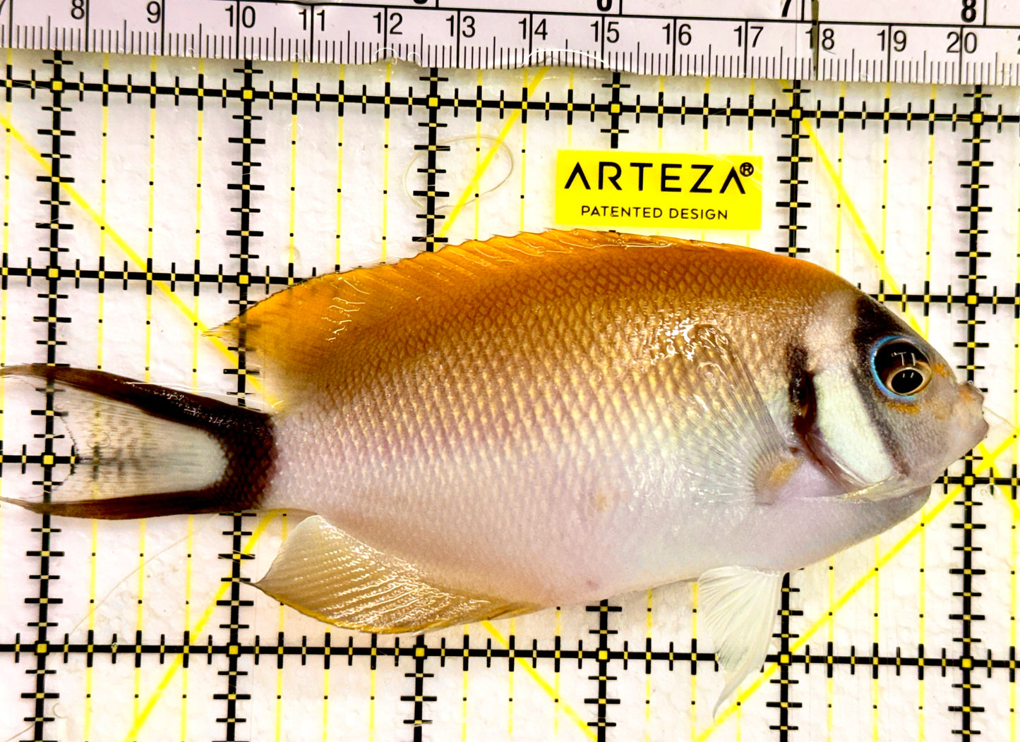 Female Masked Swallowtail Angelfish Size: XXL 5" to 6"