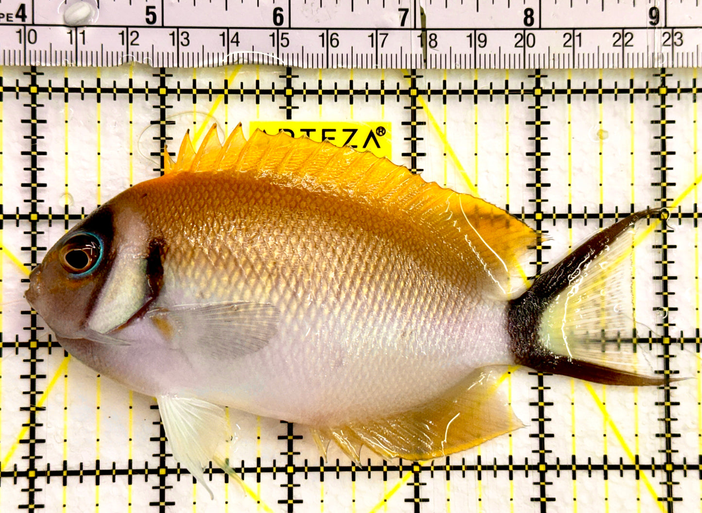 Female Masked Swallowtail Angelfish Size: XXL 5" to 6"