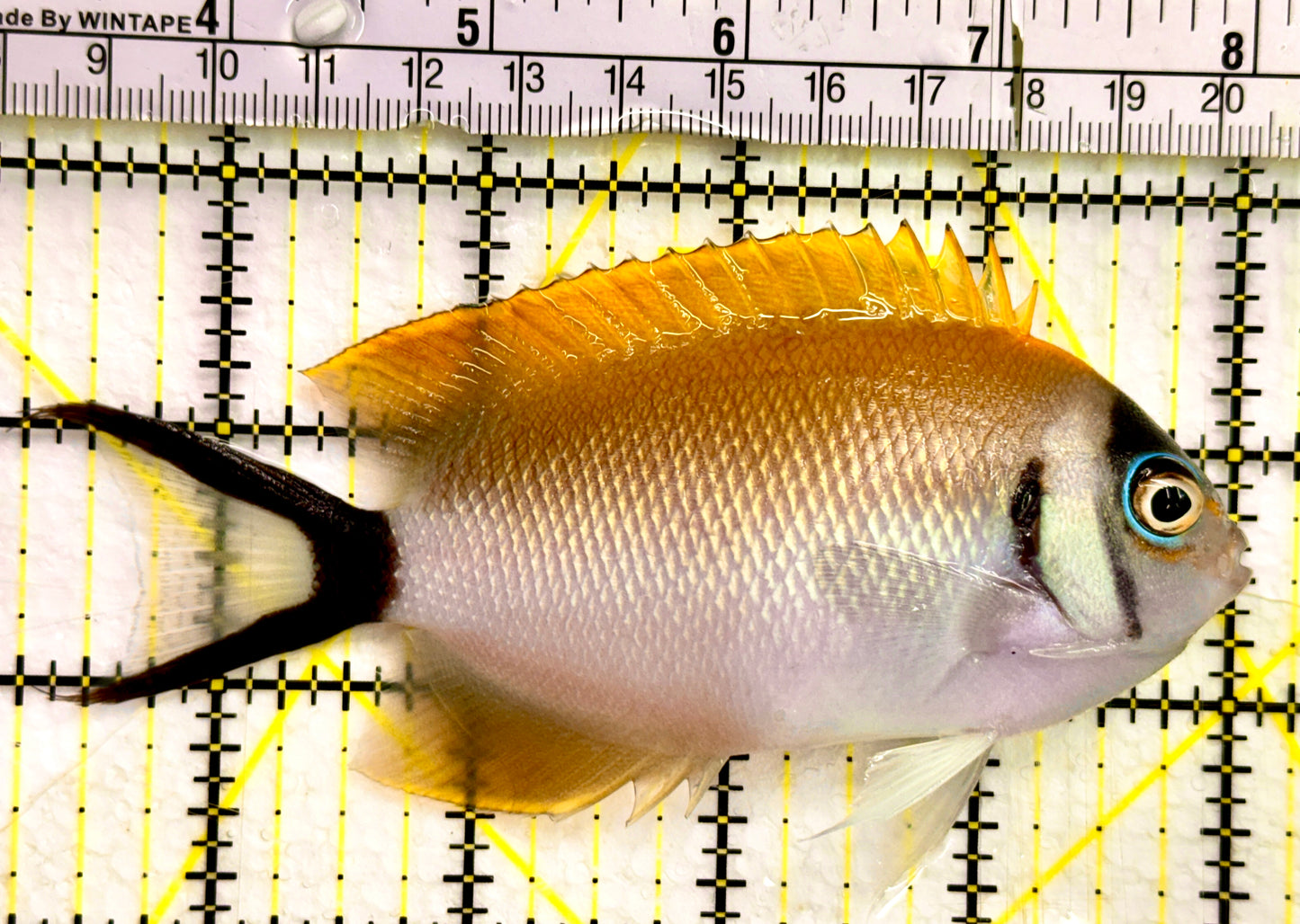Female Masked Swallowtail Angelfish Size: XXL 5" to 6"