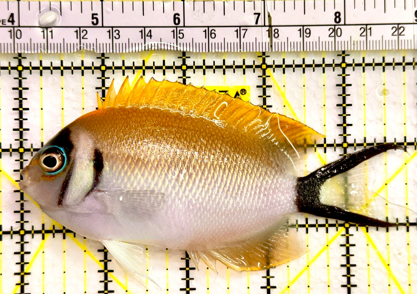 Female Masked Swallowtail Angelfish Size: XXL 5" to 6"