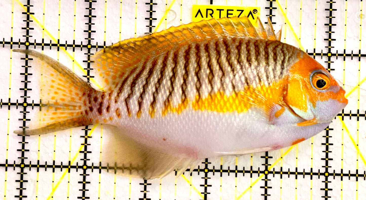 SuperMale Masked Swallowtail Angelfish Size: XL 5" to 6"