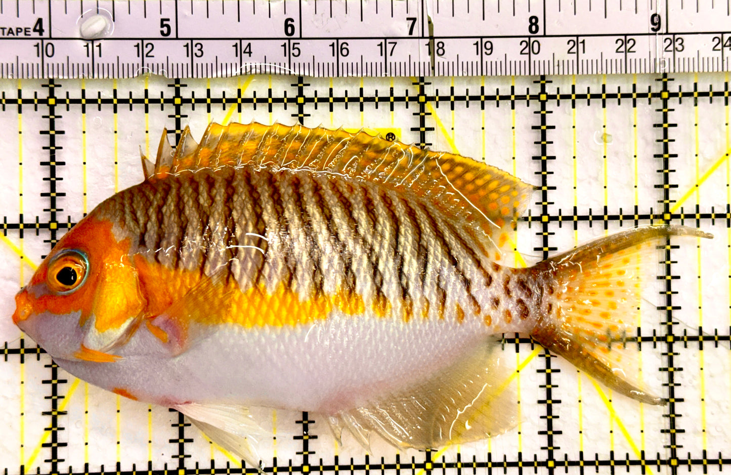 SuperMale Masked Swallowtail Angelfish Size: XL 5" to 6"