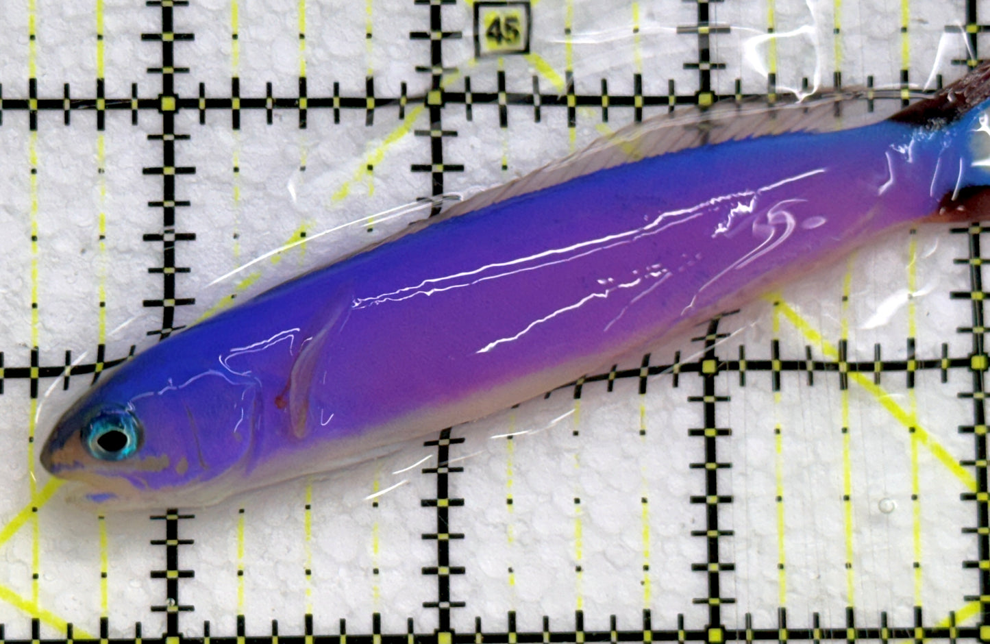 Purple Tilefish PT052001 WYSIWYG Size: L 4" approx