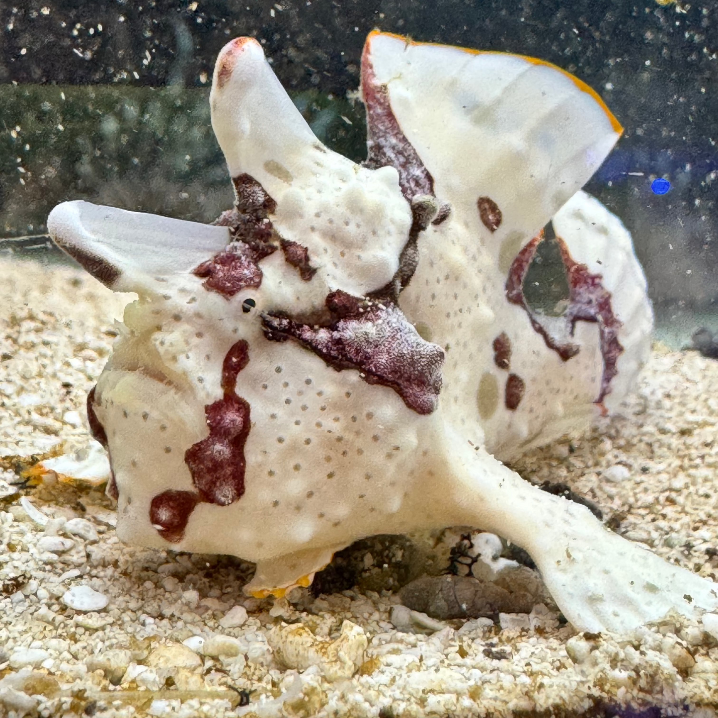 Rare White Red Warty Angler Size: Tiny 2" And Below