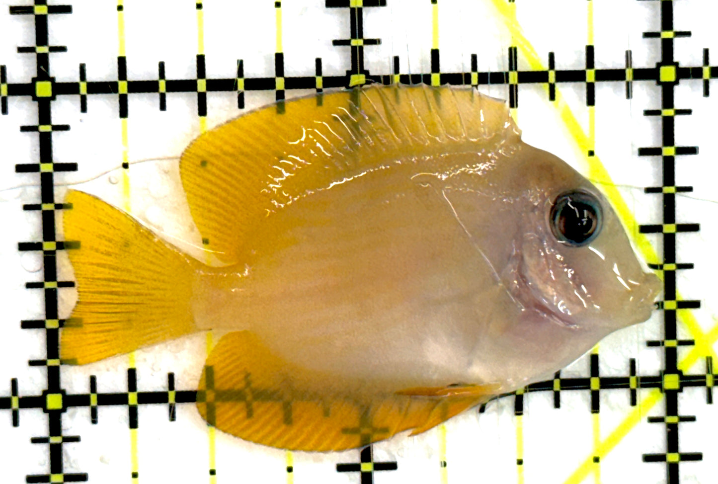 Bluelip Bristletooth Juvenile Size: 2"approx