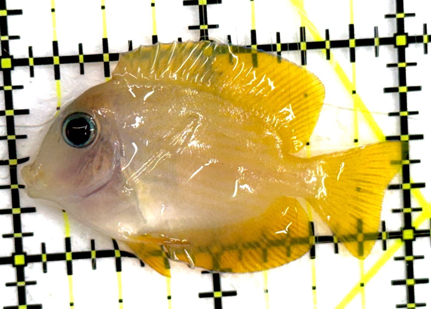 Bluelip Bristletooth Juvenile Size: 2"approx