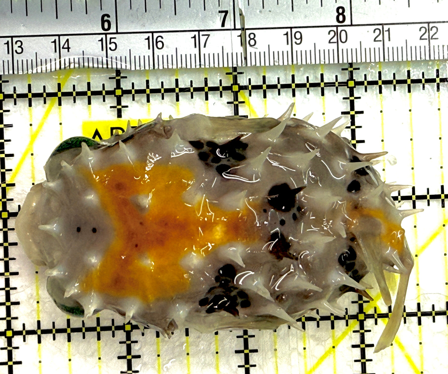 Hard Shell Porcupine Pufferfish HSPP052101 WYSIWYG Size: M 4" approx