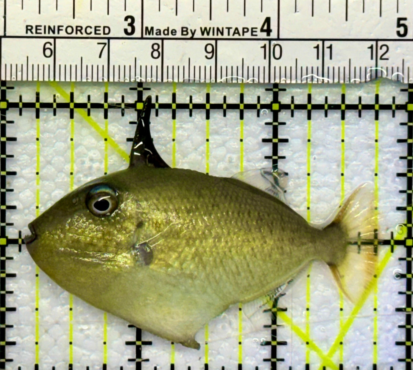 Goldenback Triggerfish GT041701 WYSIWYG Size: M 2" Approx
