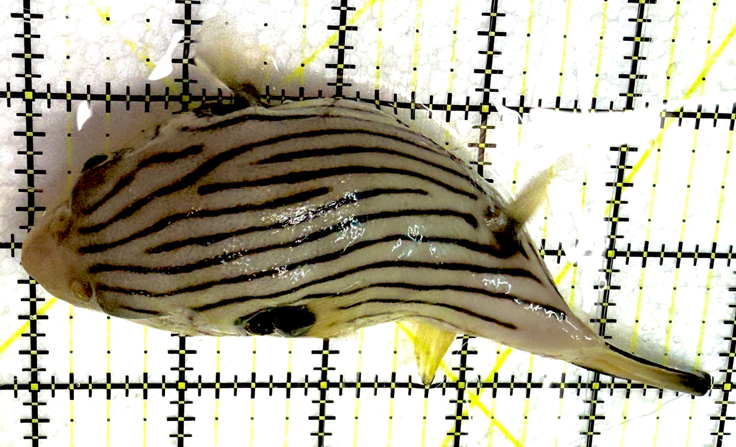 Manila Lined Pufferfish MLP052101 WYSIWYG Size: L 5" approx