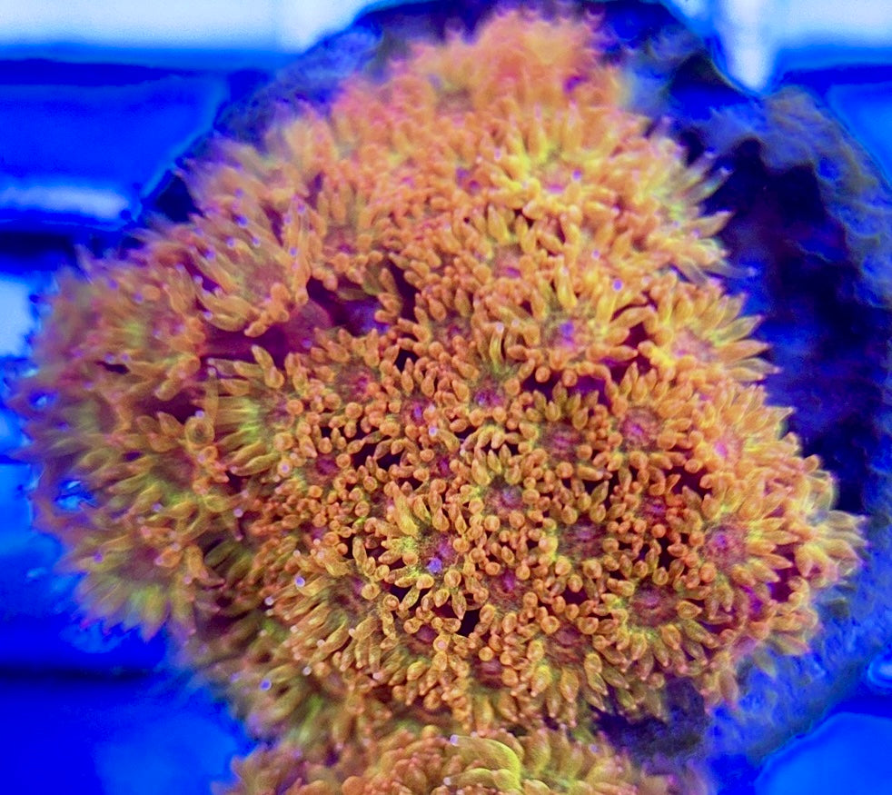Laffy Taffy Goniopora Minor (Aquacultured) Size: M 0.5" to 1" Approx - Violet Aquarium