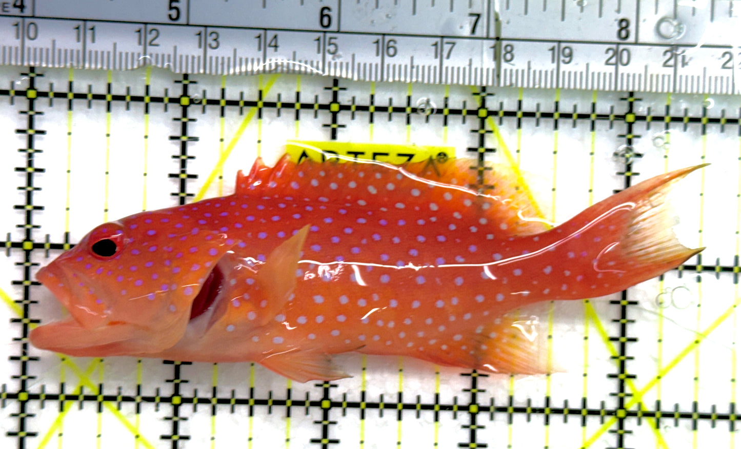 Louti Grouper LG052001 WYSIWYG Size: L 4.25" approx