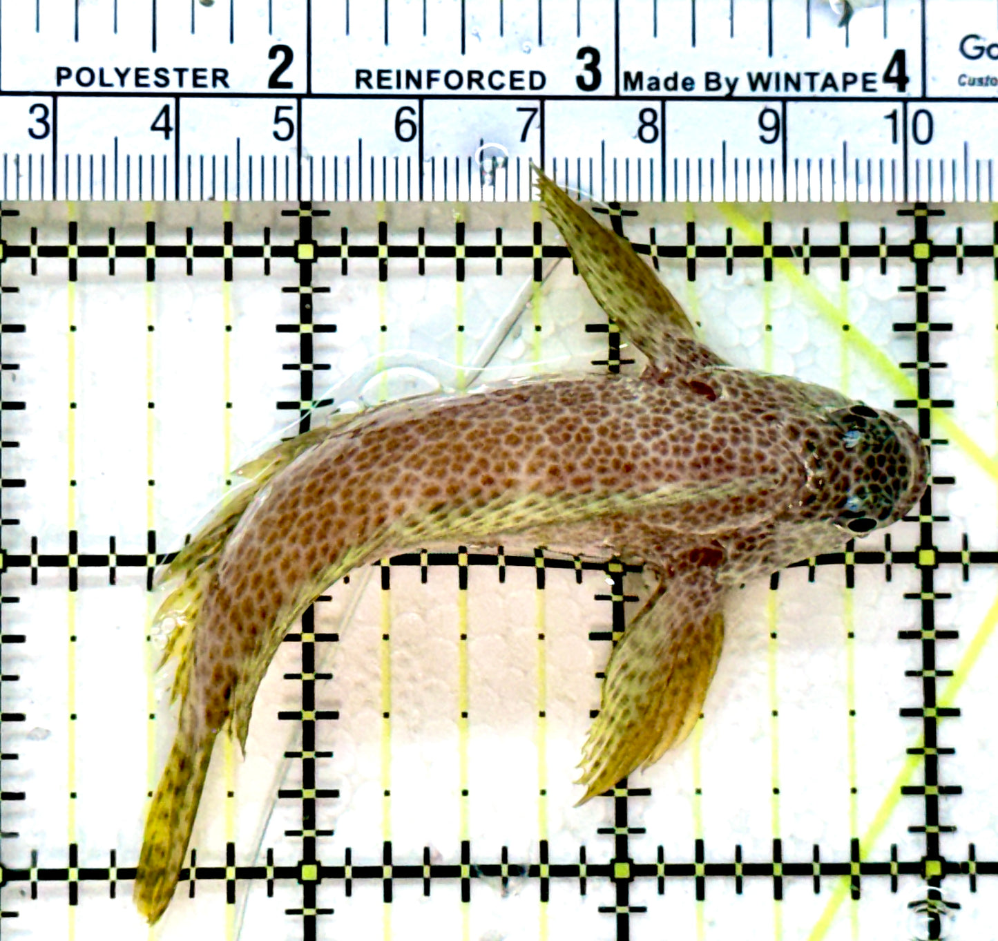 Leopard Rockskipper Blenny LRB022201 WYSIYWG Size: 3" - Violet Aquarium