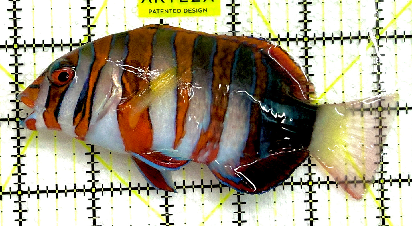 Harlequin Tuskfish HT052106 WYSIWYG Size: XL 5" approx