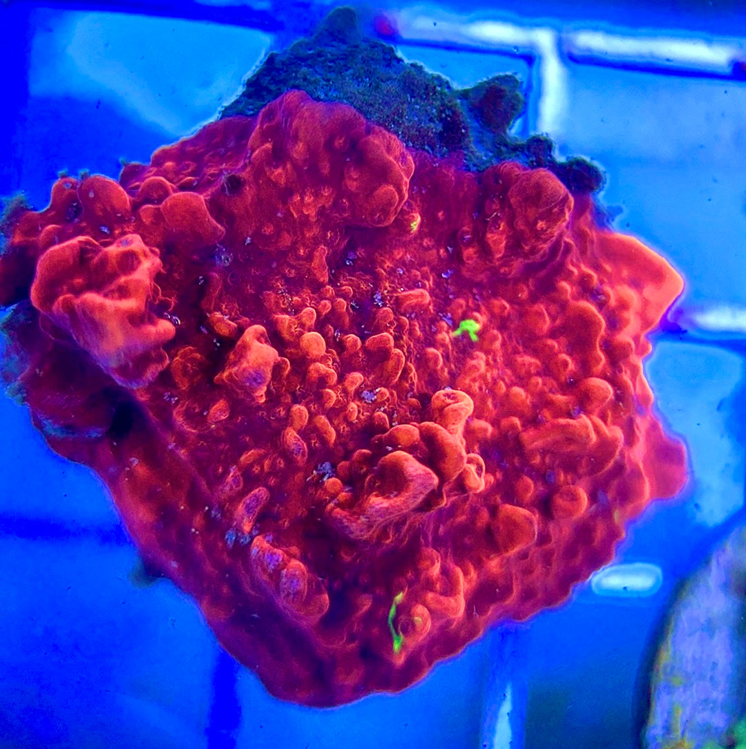 Red and Green Grafted Montipora RGGM042201 WYSIWYG