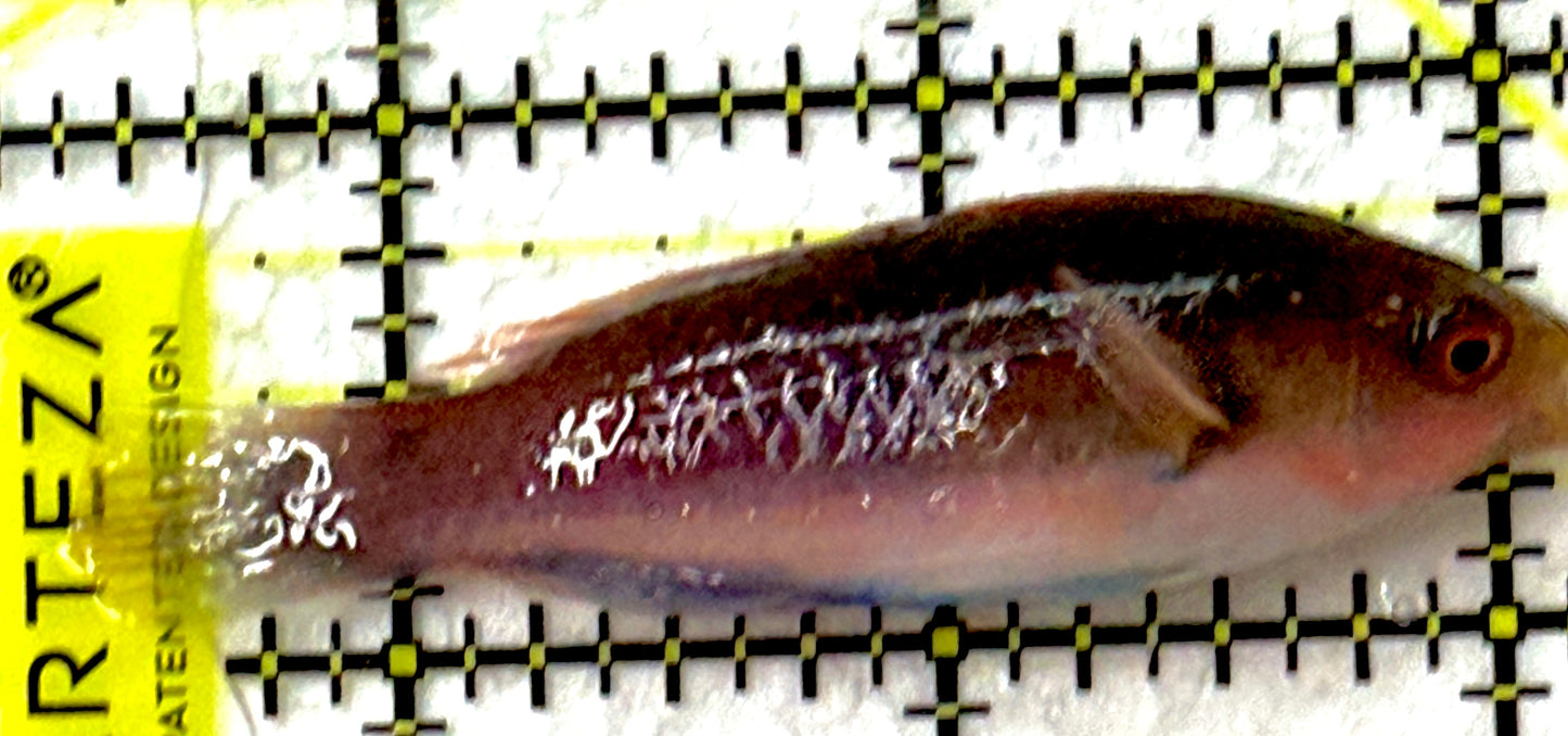 Blueside Fairy Wrasse BFW052101 WYSIWYG Size: M 2.5" approx