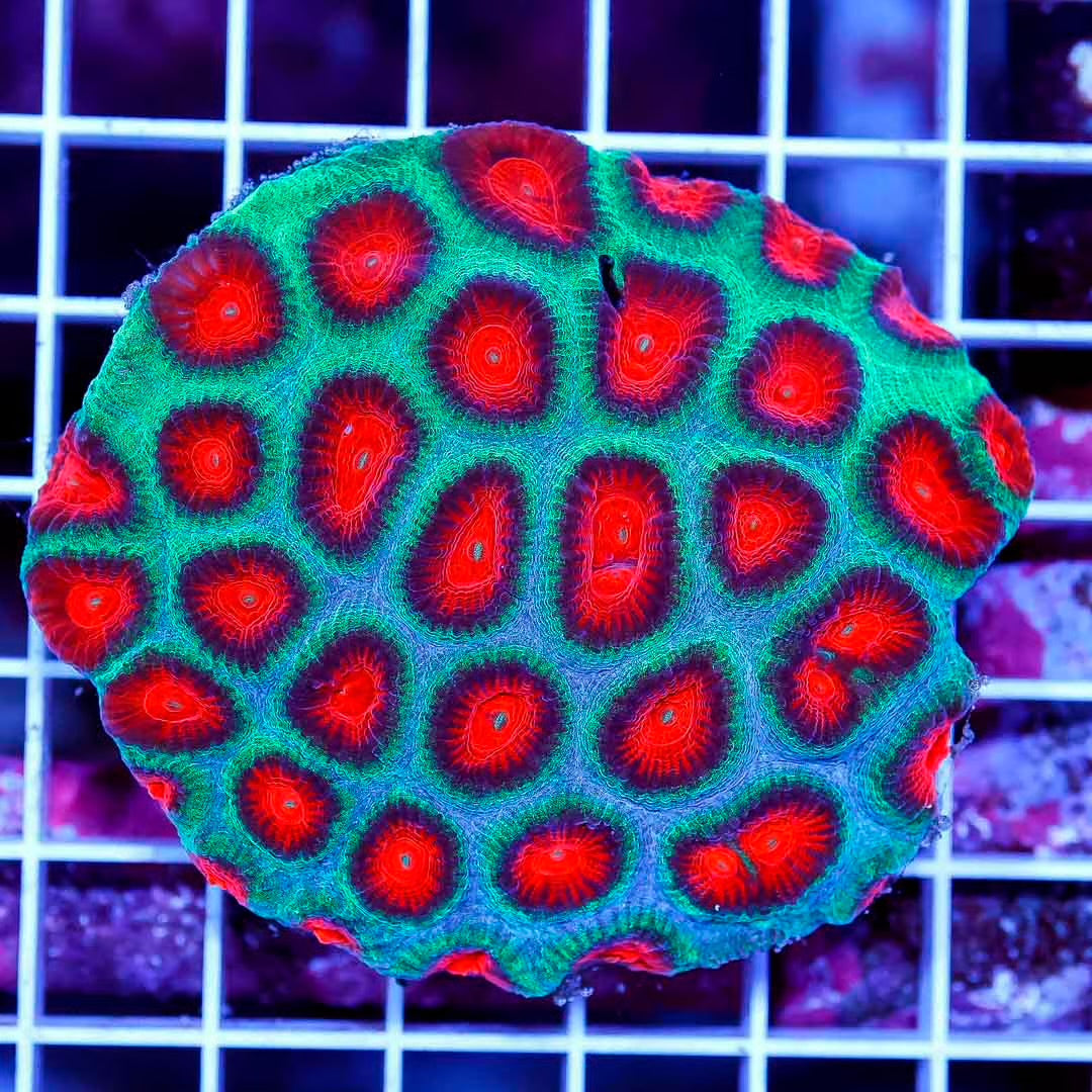 Ultra Aussie Favia Mother Colony UAFMC050101 WYSIWYG