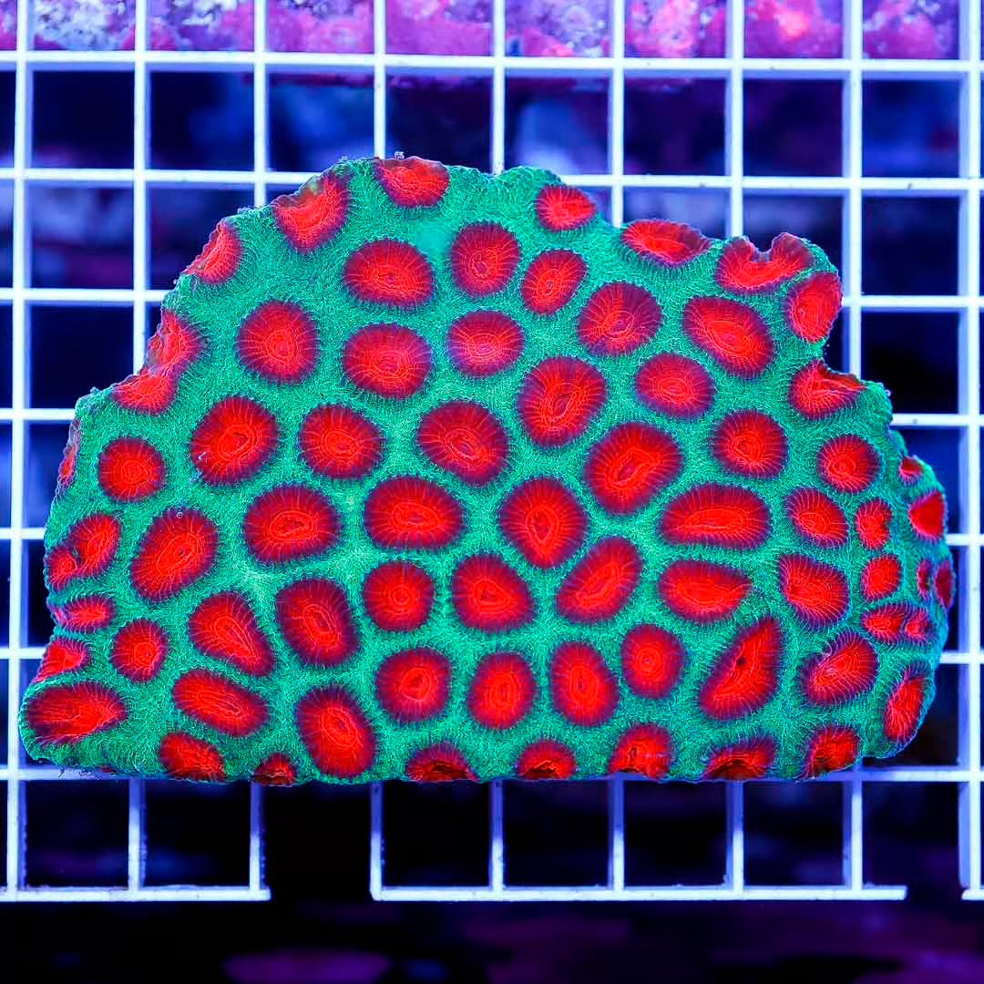 Ultra Aussie Favia Mother Colony UAFMC050102 WYSIWYG