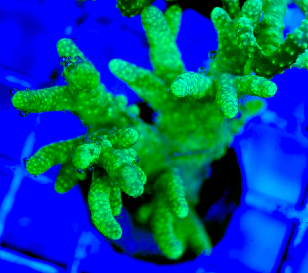 Ultra Aussie Finger Leather Large Frag UAFL042404 WYSIWYG