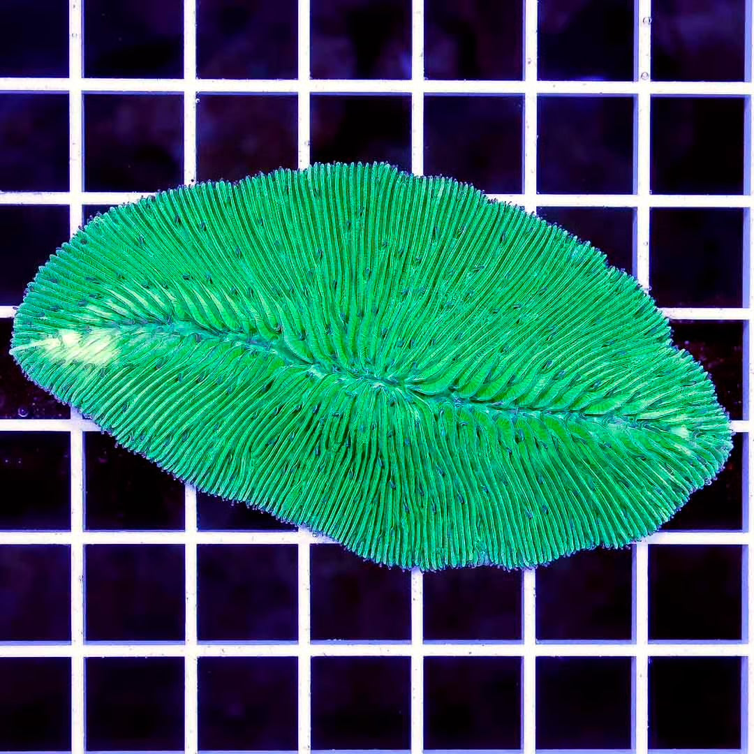 Indo Neon Tongue Coral Mother Colony INTCMC050101 WYSIWYG