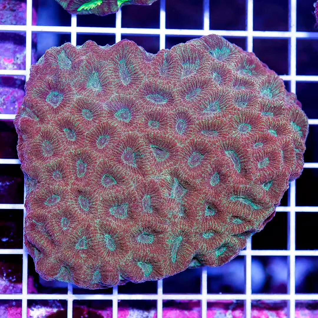 Ultra Aussie Favites Mother Colony UAFMC050102 WYSIWYG