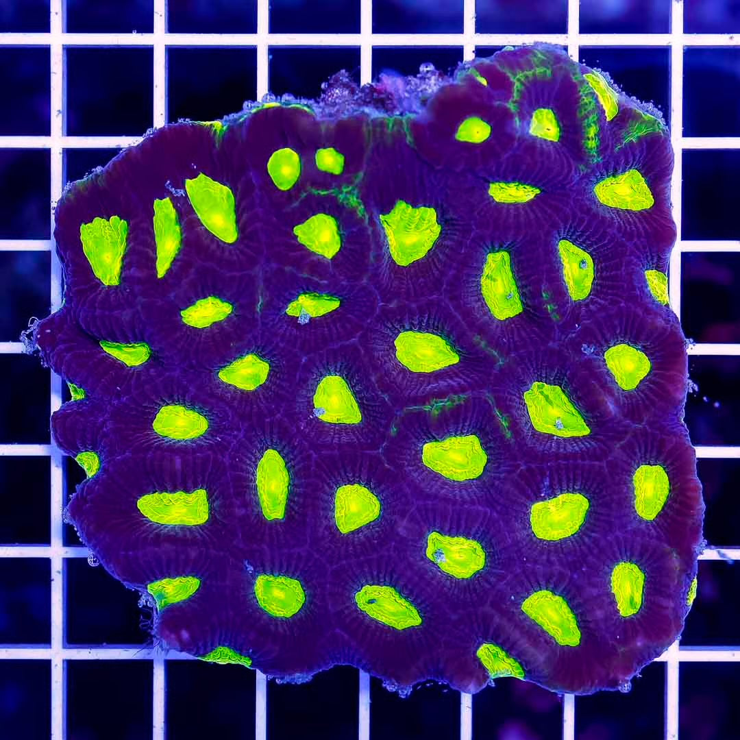 Ultra Black Prism Favia Mother Colony UBPFMC050101 WYSIWYG