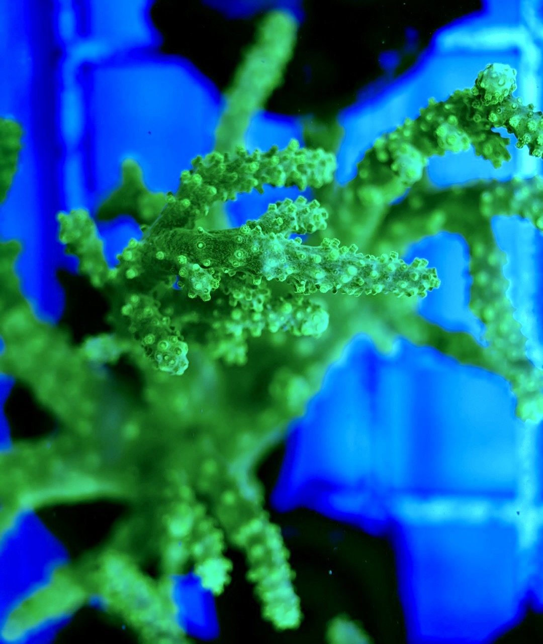 Ultra Aussie Finger Leather Large Frag UAFL042410 WYSIWYG