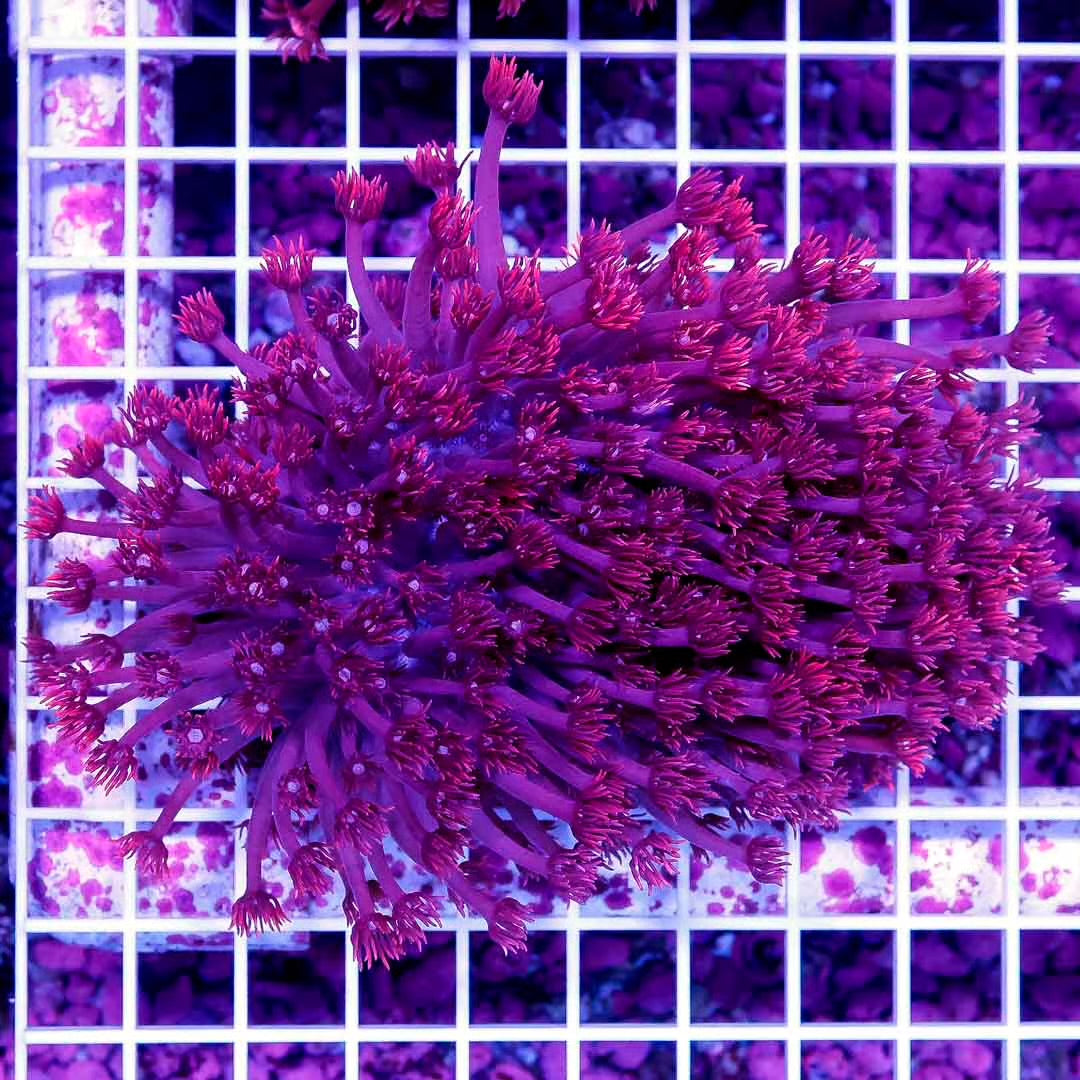 Ultra Aussie Red Goniopora Frag L: "0.5 to "1 Approx Size