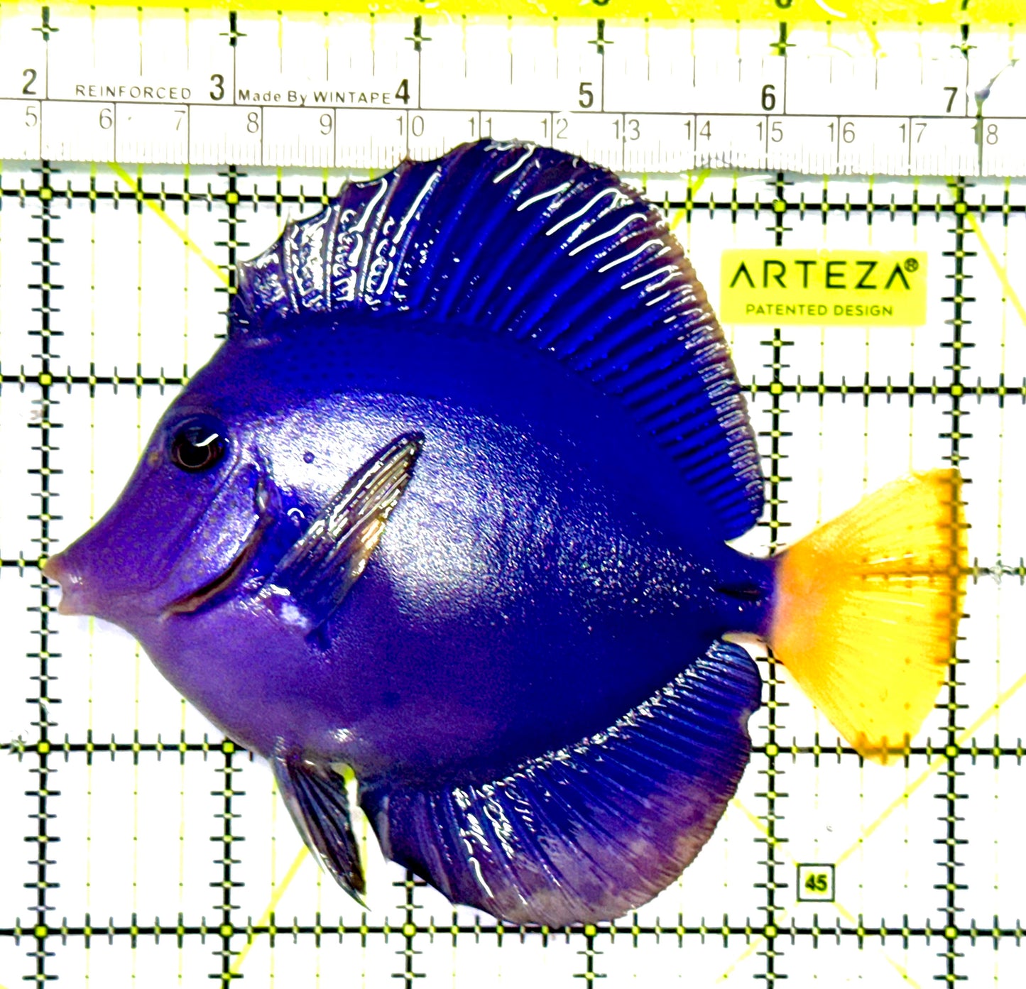 Oman Special Grade A Purple Tang OSG042502 WYSIWYG Size: L 4" to 5"