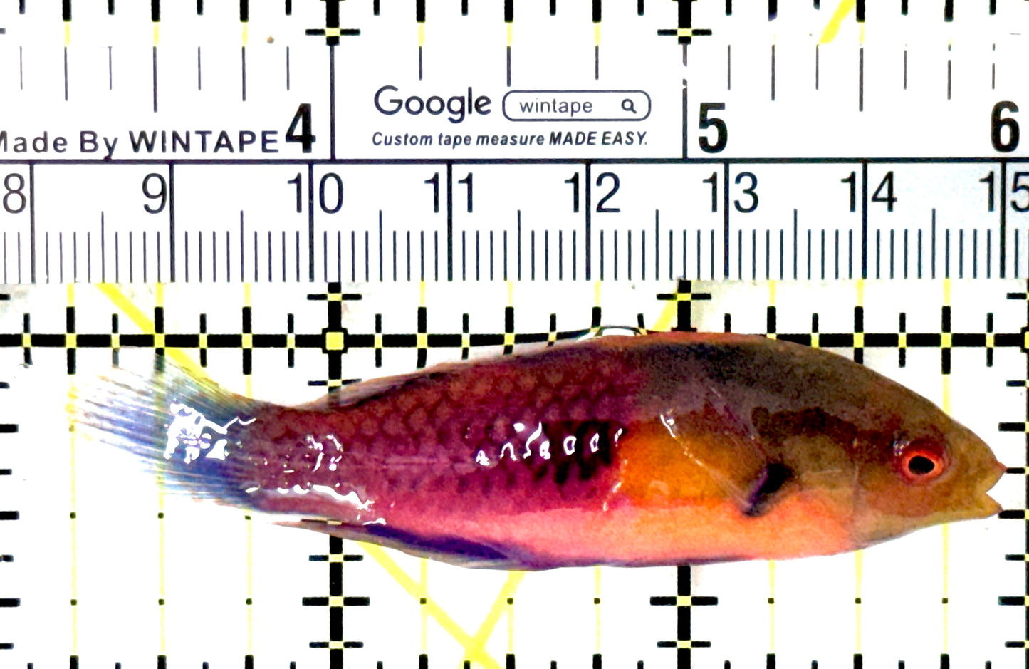 Yellow Flanked Fairy Wrasse YFFW031001 WYSIWYG Size: L 2.75" approx