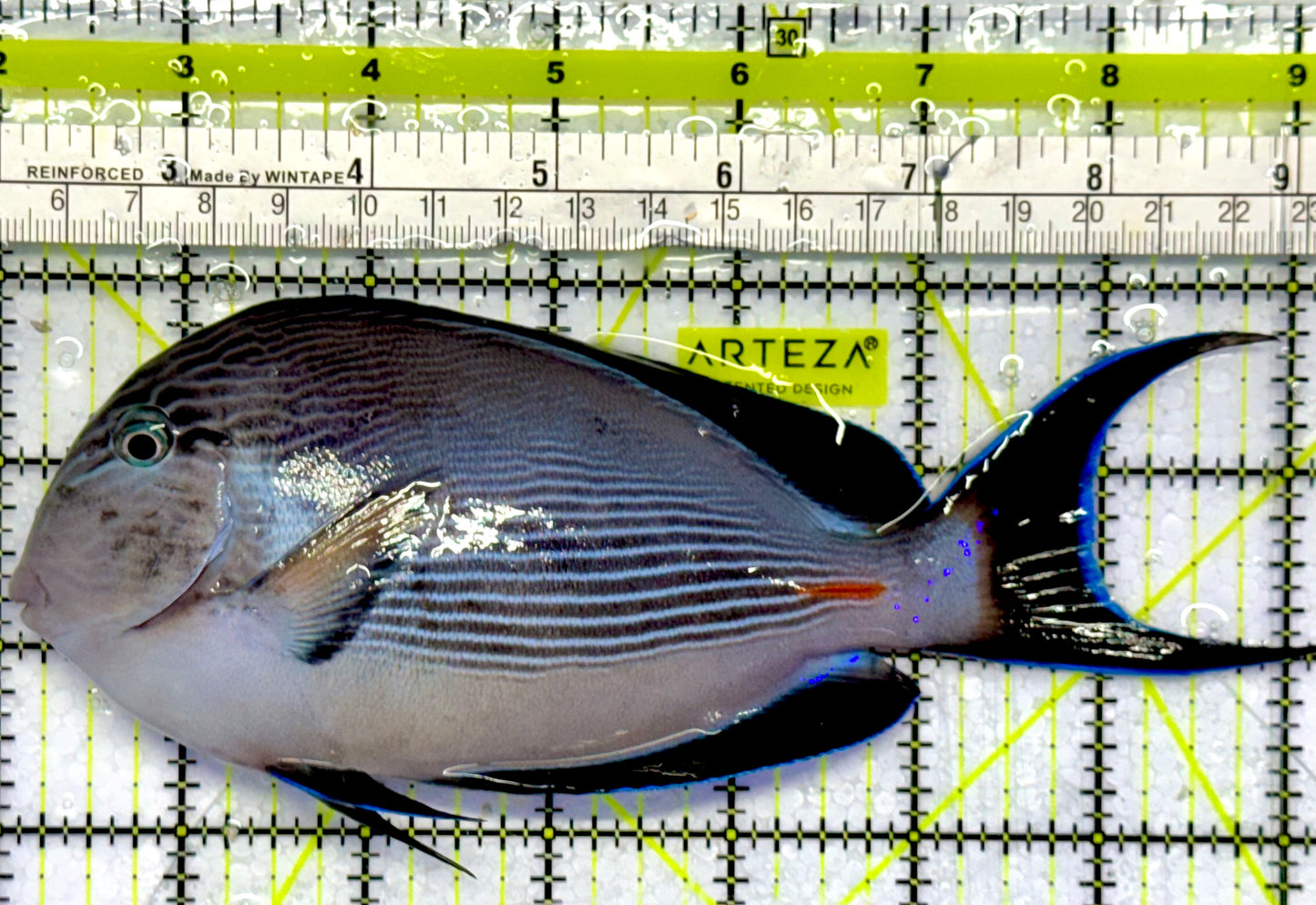 Sohal Tang (Oman Special Grade Red Sea) OSG042504 WYSIWYG Size: XL 7.5"