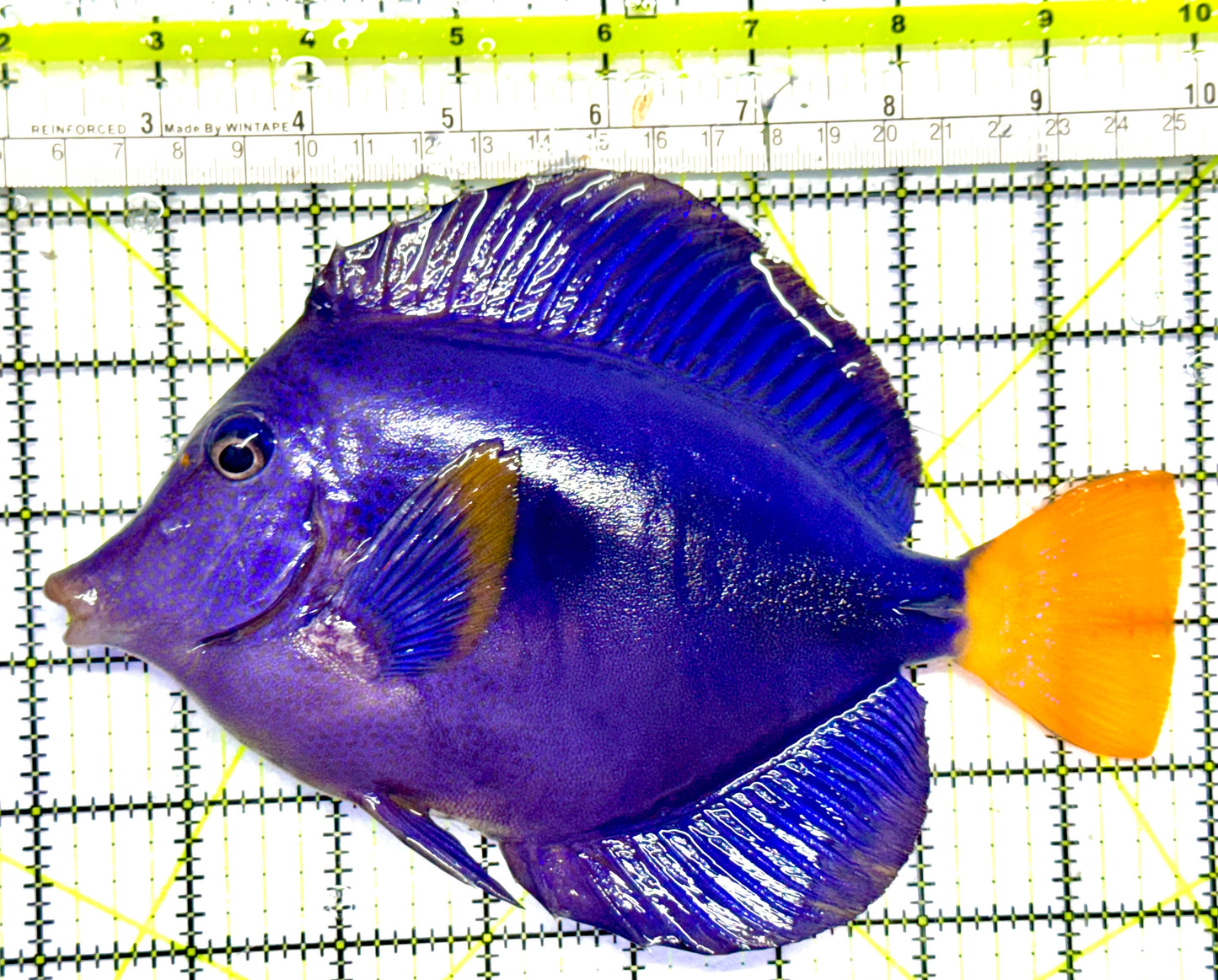 Oman Special Grade Purple Tang OSG042505 WYSIWYG Size: XXL/SHOW 6" and Above