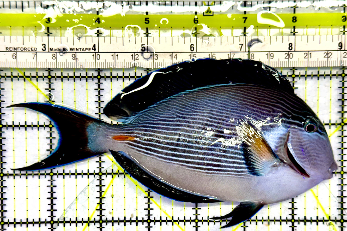 Sohal Tang (Oman Special Grade Red Sea) OSG042511 WYSIWYG Size: XL 6.5" approx