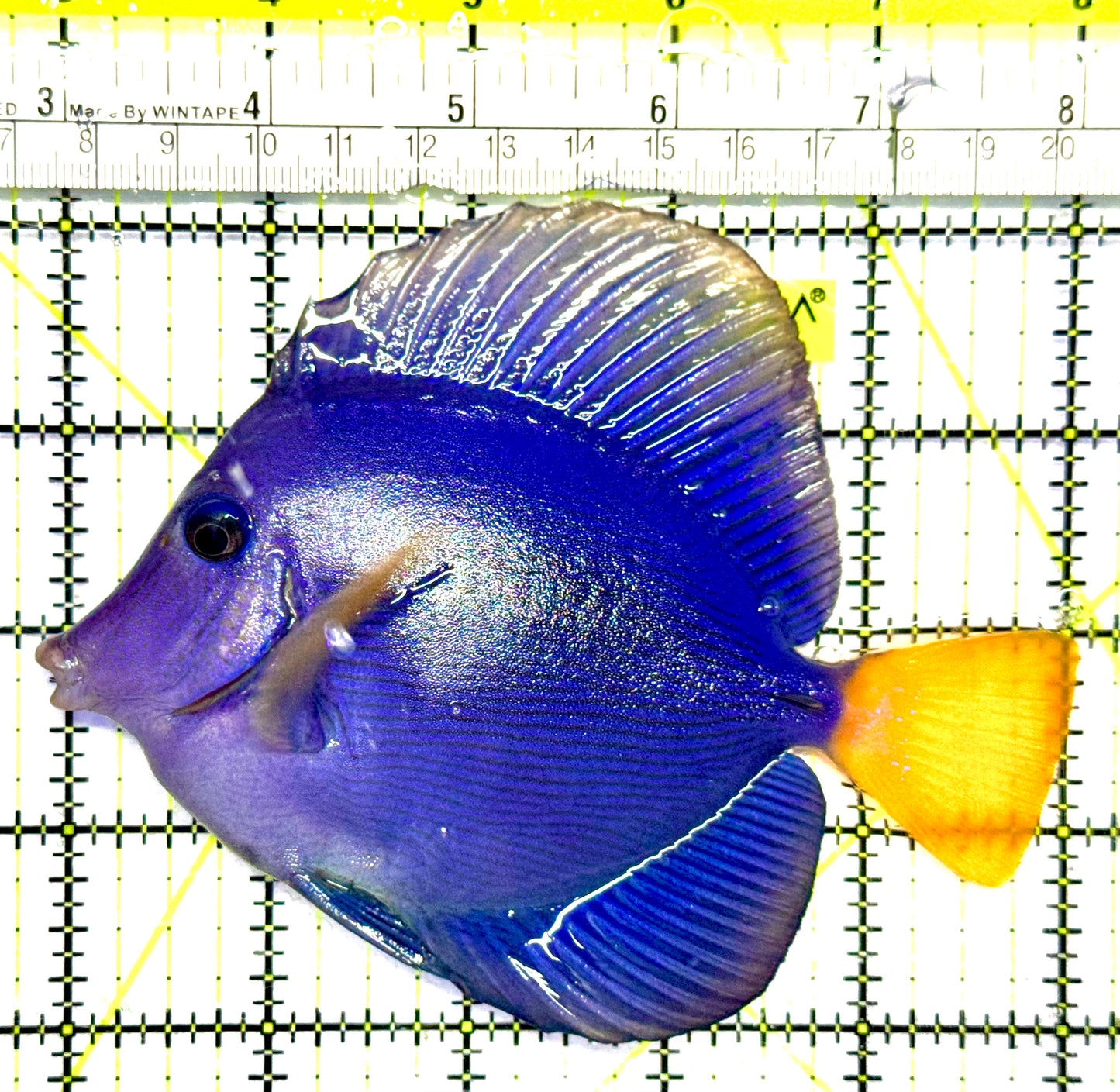 Oman Special Grade Purple Tang OSG042513 WYSIWYG Size: L 4" to 5"