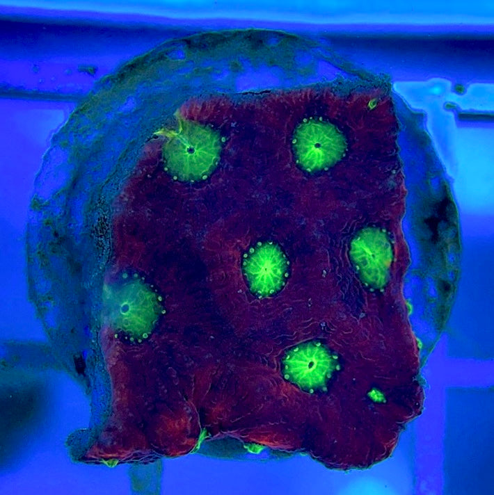 VA Ultra Red/Green Eye Chalice VURGEC052902 WYSIWYG