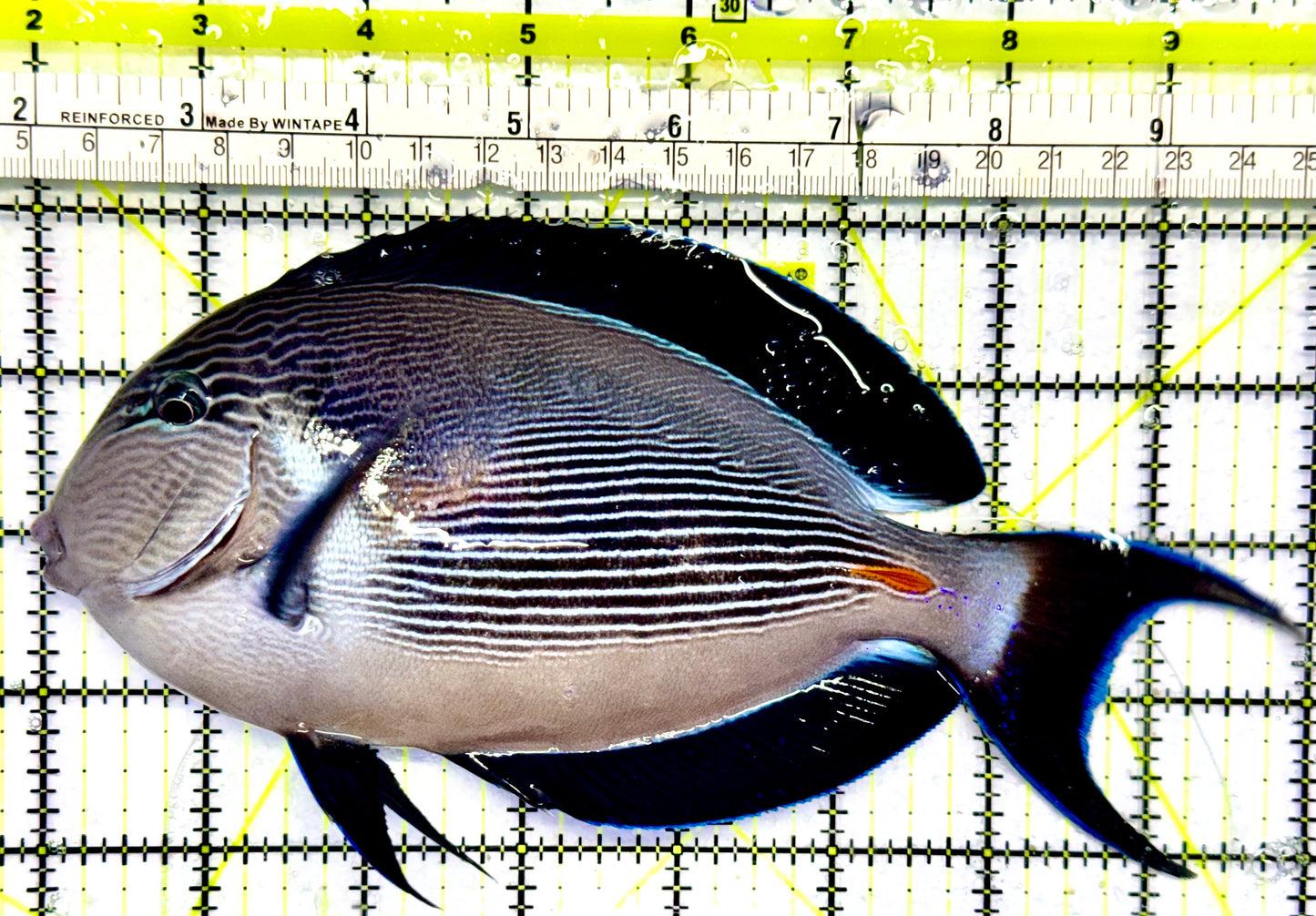 Sohal Tang (Oman Special Grade Red Sea) OSG042515 WYSIWYG Size: XXL 8"