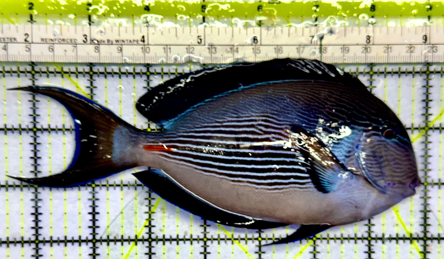 Sohal Tang (Oman Special Grade Red Sea) OSG042516 WYSIWYG Size: XXL 7.5"