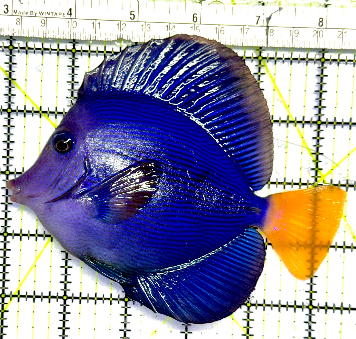 Oman Special Grade Purple Tang OSG042521 WYSIWYG Size: L 4" to 5"