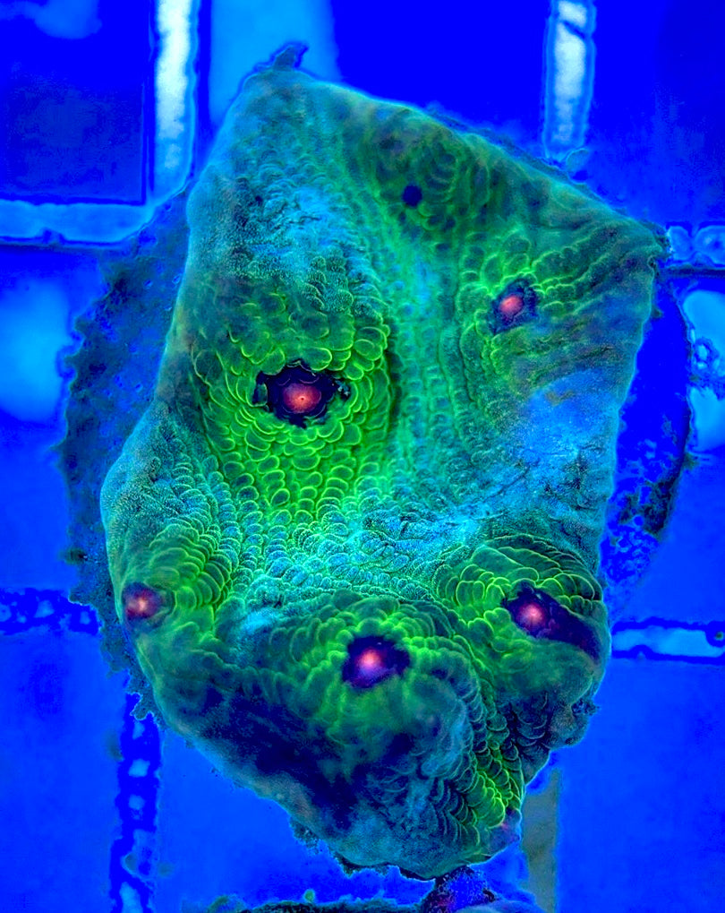 Pink Eye Mycedium Chalice PEM052904 WYSIWYG