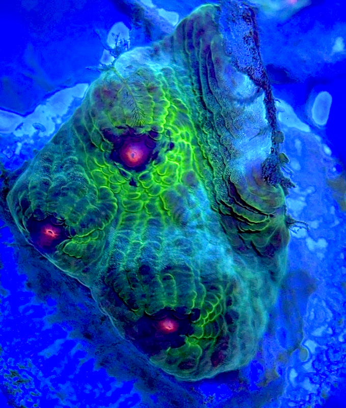 Pink Eye Mycedium Chalice PEM052903 WYSIWYG