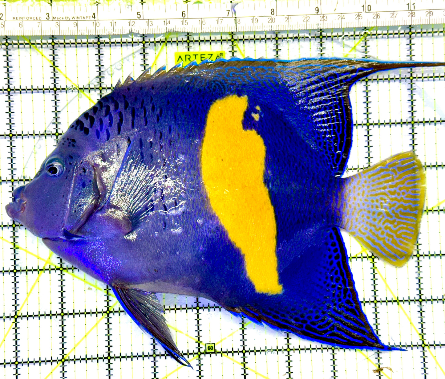 Maculosus Halfmoon Angelfish (Oman Special Grade Red Sea) OSG042537 WYSIWYG Size: XXXL 9.5"