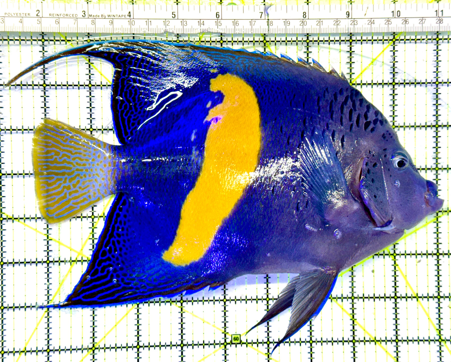Maculosus Halfmoon Angelfish (Oman Special Grade Red Sea) OSG042537 WYSIWYG Size: XXXL 9.5"