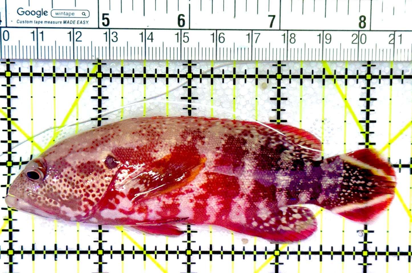 Red V-Tail Grouper RVG030101 WYSIWYG Size: L 4.25"