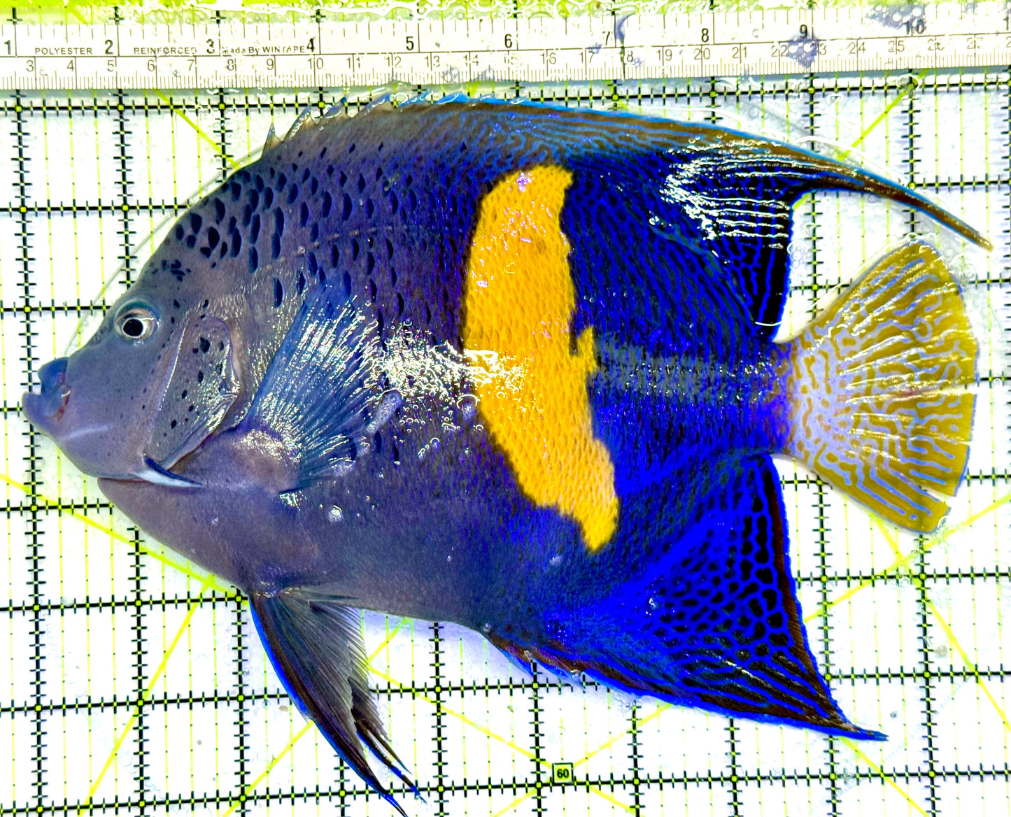 Maculosus Halfmoon Angelfish (Oman Special Grade Red Sea) OSG042539 WYSIWYG Size: XXXL 9.5"