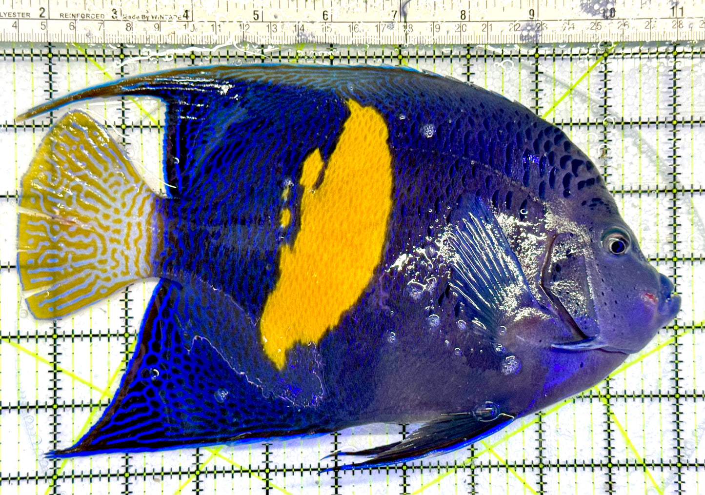 Maculosus Halfmoon Angelfish (Oman Special Grade Red Sea) OSG042539 WYSIWYG Size: XXXL 9.5"