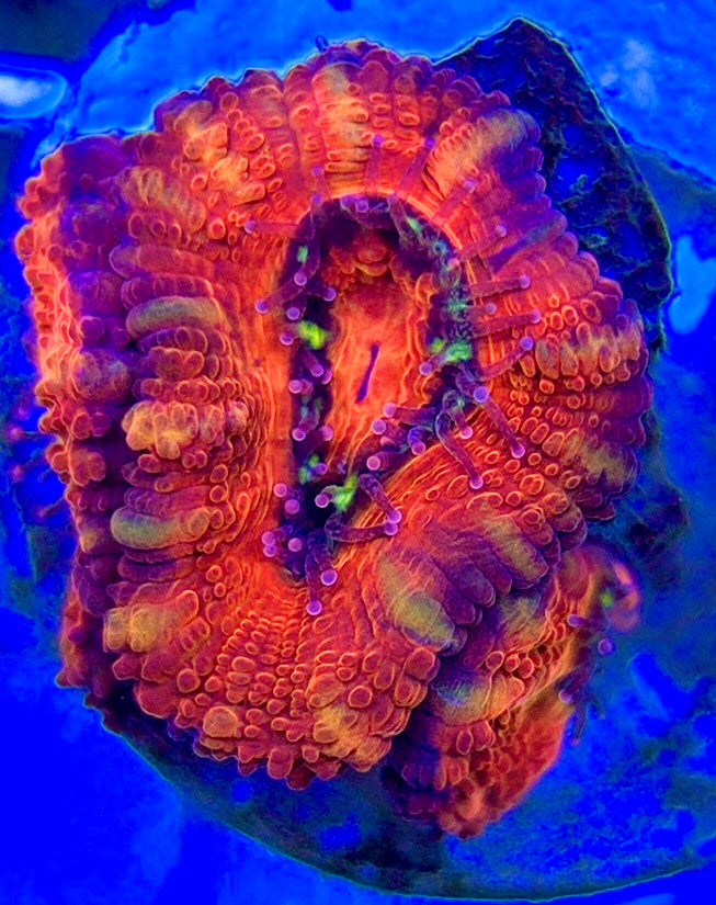 Acan Micromussa AM052901 WYSIWYG