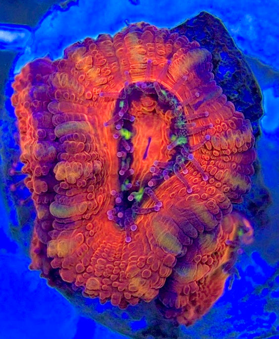 Acan Micromussa AM052901 WYSIWYG